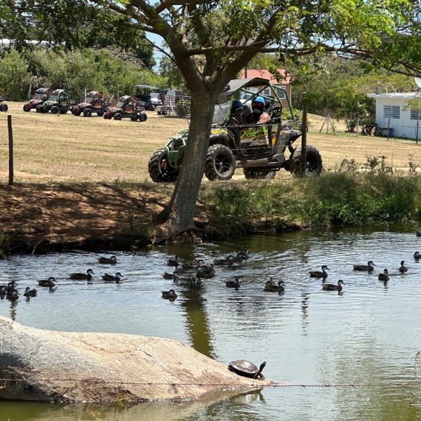 a herd of cattle walking across a river