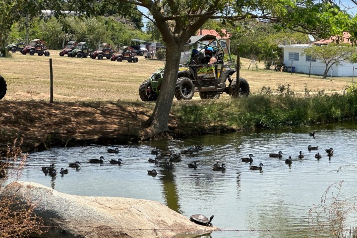 a herd of cattle walking across a river