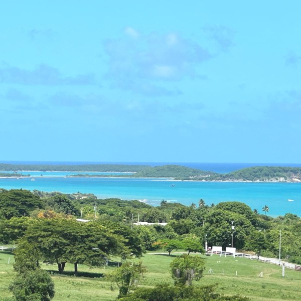 a herd of cattle grazing on a lush green field